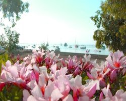 цветы на Кипре